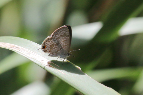 Speckled Line-Blue