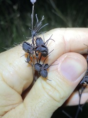 Haemodorum austroqueenslandicum