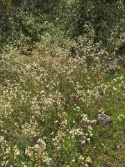 Moscharia pinnatifida