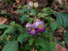 Impatiens arguta