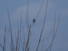 Curruca crassirostris