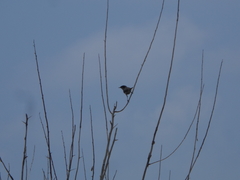 Curruca crassirostris