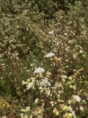 Moscharia pinnatifida