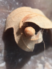 Atrusca brevipennata