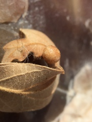 Atrusca brevipennata