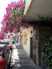 Bougainvillea