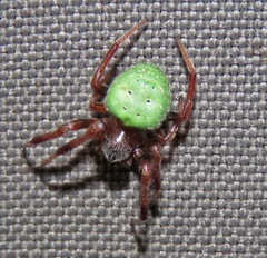 Araneus apricus