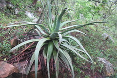 Aloe spicata