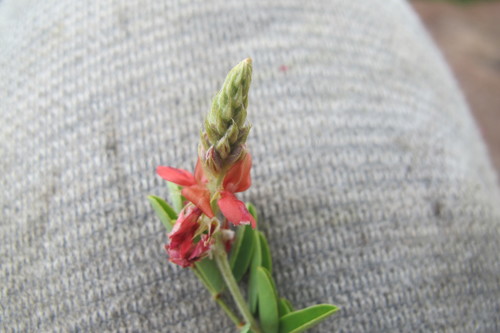 Image of Indigofera melanadenia by (c) James Deacon, some rights reserved (CC BY-SA)