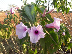 Ipomoea carnea fistulosa