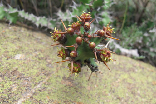 Euphorbia vandermerwei, photograph 3
