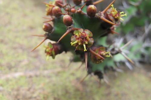 Euphorbia vandermerwei, photograph 4