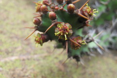 Euphorbia vandermerwei