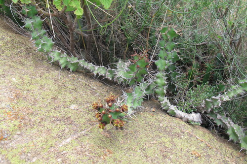 Euphorbia vandermerwei, photograph 5