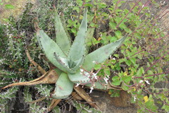 Aloe petricola
