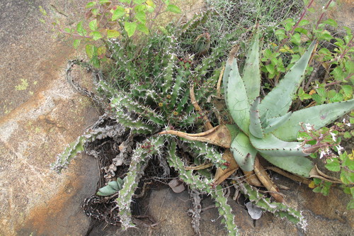 Euphorbia vandermerwei, photograph 6