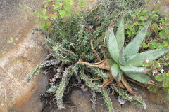 Euphorbia vandermerwei