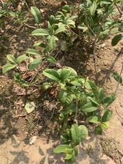 Osmanthus