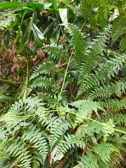 Dennstaedtia scandens