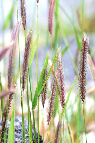 Hordeum brachyantherum iNat (2)