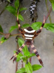 Argiope reinwardti