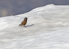 Leucosticte tephrocotis littoralis