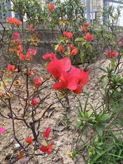 Bougainvillea