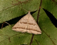 Lysimelia neleusalis