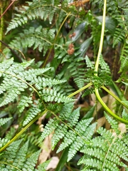 Dennstaedtia scandens