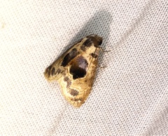 Meekistrotia molybdota