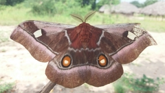 Bunaea alcinoe