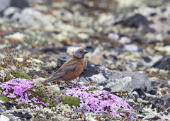 Leucosticte tephrocotis littoralis