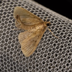 Omiodes tristrialis