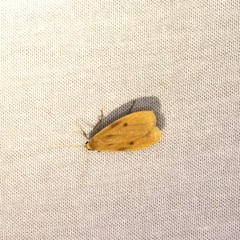 Paralithosia shaowuica
