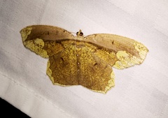 Pareumelea eugeniata