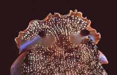 Histiomena marginata