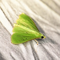 Parotis punctiferalis