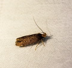 Pexicopia melitolicna