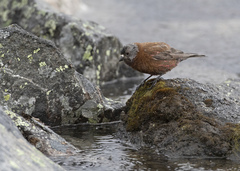 Leucosticte tephrocotis littoralis