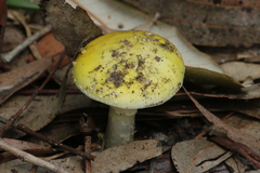 Amanita flavella