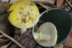 Amanita flavella