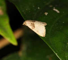 Rivula basalis