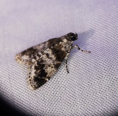 Salma ridiculalis
