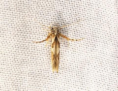 Stathmopoda stimulata