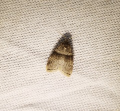 Stictane rectilinea chinesica