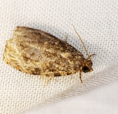 Sycacantha
