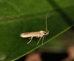 Tegenocharis tenebrans