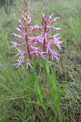 Disa nervosa