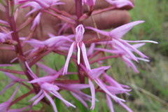 Disa nervosa
