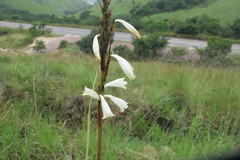 Watsonia watsonioides